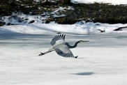 Heron Over an Icy Pond, Roger Aldridge, Olney, Maryland